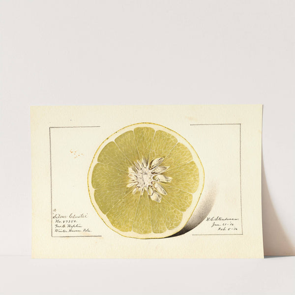 Citrus paradisi: Silver Cluster by Royal Charles Steadman