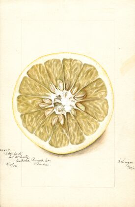 Citrus paradisi: Standard