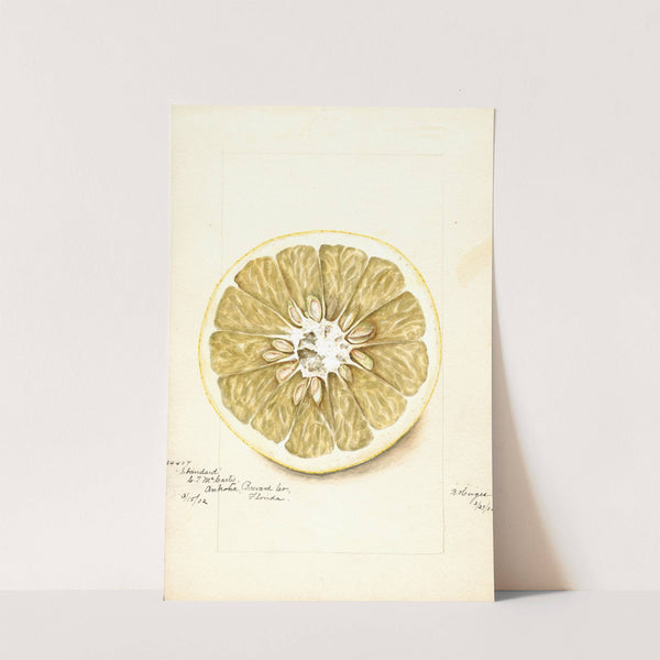 Citrus paradisi: Standard by Bertha Heiges