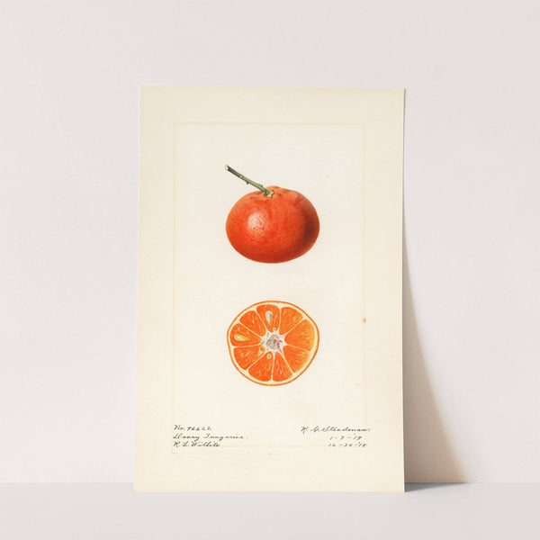 Citrus reticulata: Dancy by Royal Charles Steadman