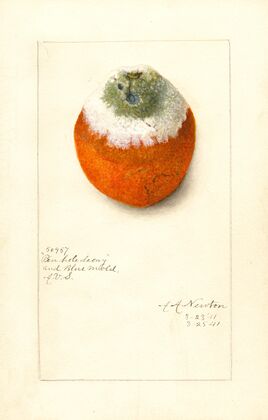 Citrus sinensis