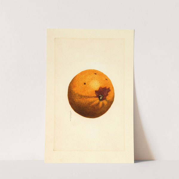 Citrus sinensis by James Marion Shull