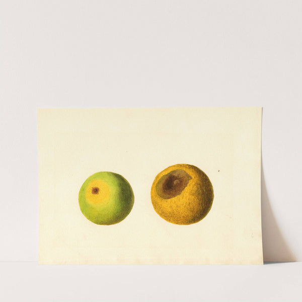 Citrus sinensis by James Marion Shull