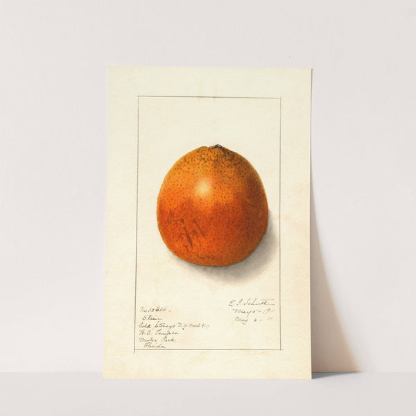 Citrus sinensis by Ellen Isham Schutt