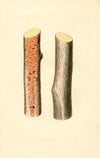 Citrus sinensis