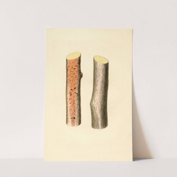 Citrus sinensis by James Marion Shull