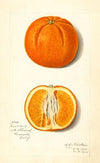 Citrus sinensis