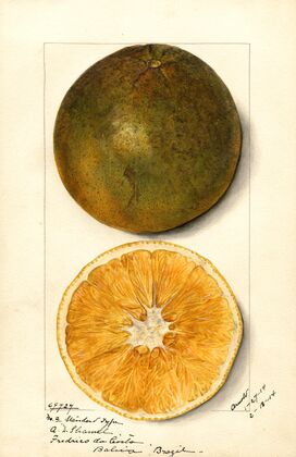 Citrus sinensis
