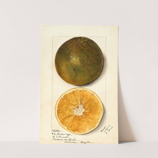 Citrus sinensis by Mary Daisy Arnold