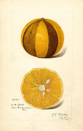 Citrus sinensis