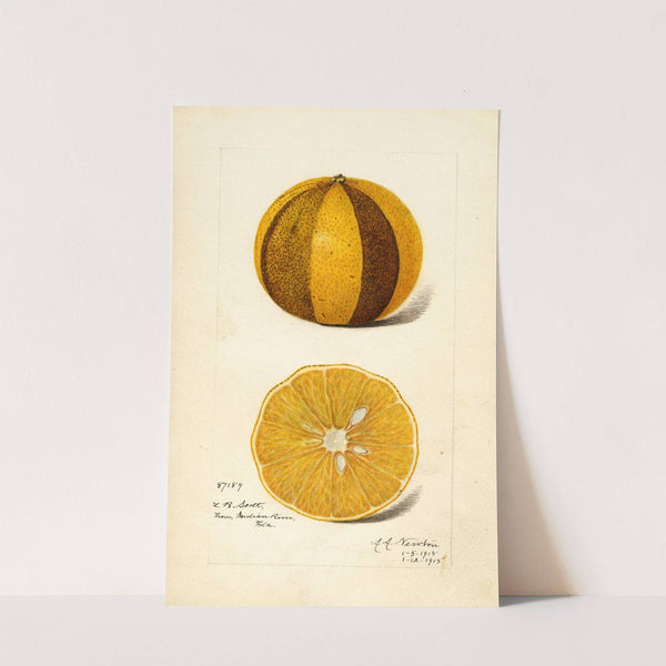 Citrus sinensis by Amanda Almira Newton