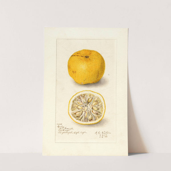 Citrus sinensis: Acida by Amanda Almira Newton