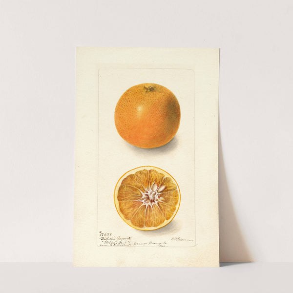 Citrus sinensis: Bishops Favorite by Deborah Griscom Passmore