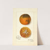 Citrus sinensis: Blood Tardiff by Amanda Almira Newton