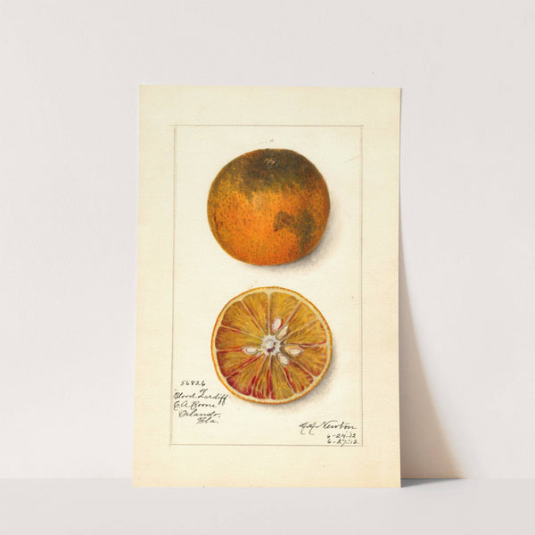 Citrus sinensis: Blood Tardiff by Amanda Almira Newton
