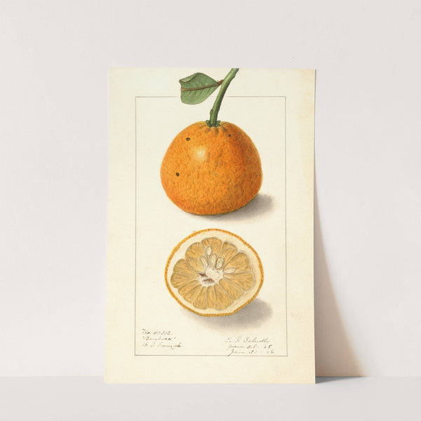 Citrus sinensis: Bonboro by Ellen Isham Schutt