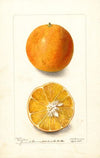 Citrus sinensis: Brazilian