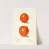 Citrus sinensis: Canton by Elsie E. Lower