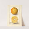 Citrus sinensis: Conners Seedling by Deborah Griscom Passmore