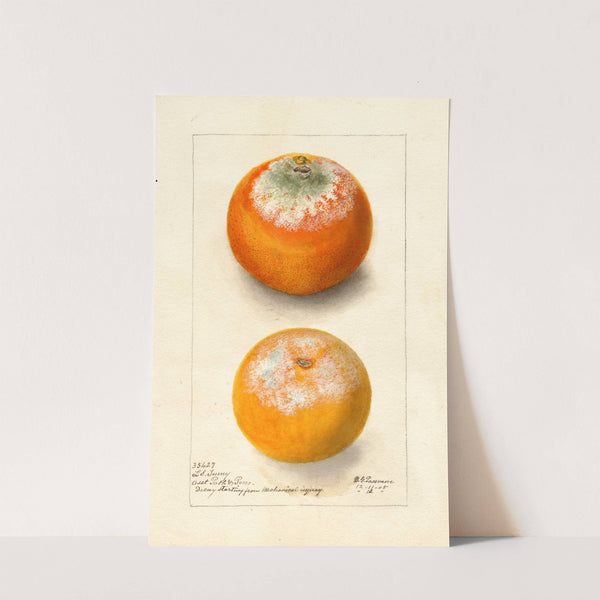 Citrus sinensis by Deborah Griscom Passmore