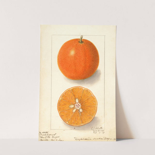 Citrus sinensis: Dugats Improved by Ellen Isham Schutt
