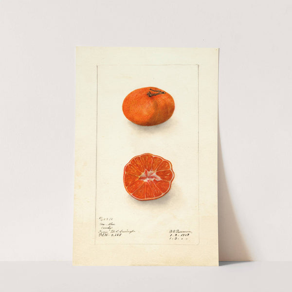 Citrus sinensis: Early Un-Shu by Deborah Griscom Passmore