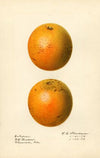 Citrus sinensis: Enterprise