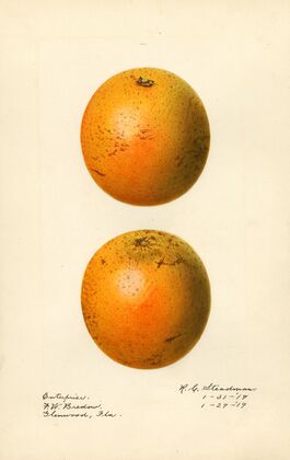 Citrus sinensis: Enterprise