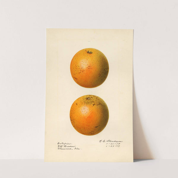 Citrus sinensis: Enterprise by Royal Charles Steadman