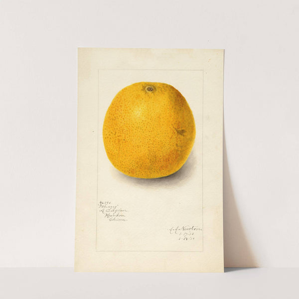 Citrus sinensis: Ichang by Amanda Almira Newton