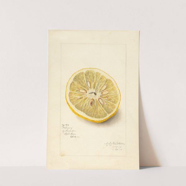 Citrus sinensis: Ichang by Amanda Almira Newton