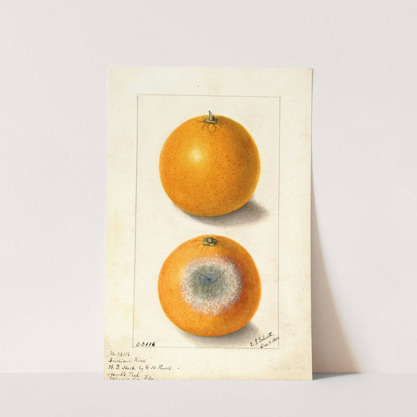 Citrus sinensis: Indian River by Ellen Isham Schutt