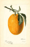 Citrus sinensis: Joppa