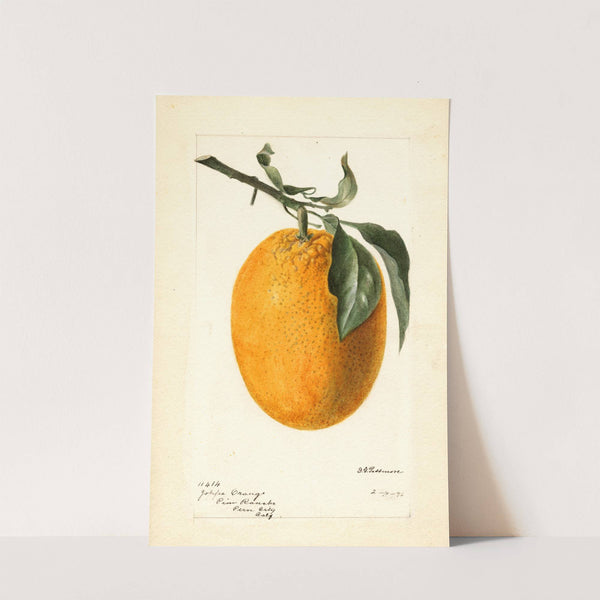 Citrus sinensis: Joppa by Deborah Griscom Passmore