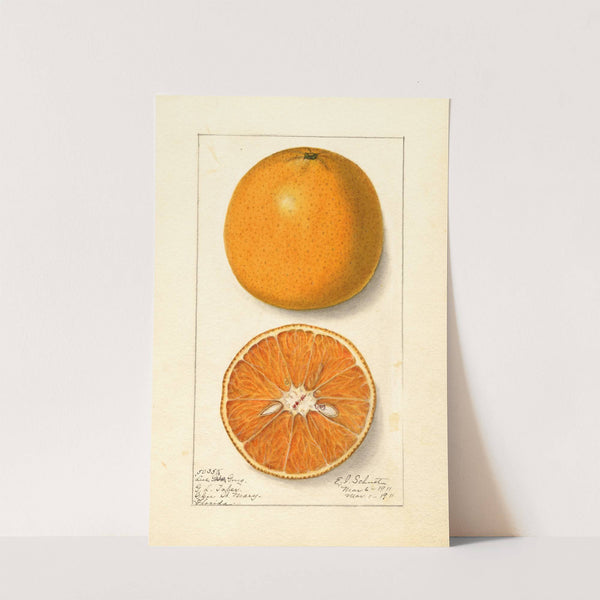 Citrus sinensis: Lue Gim Gong by Ellen Isham Schutt
