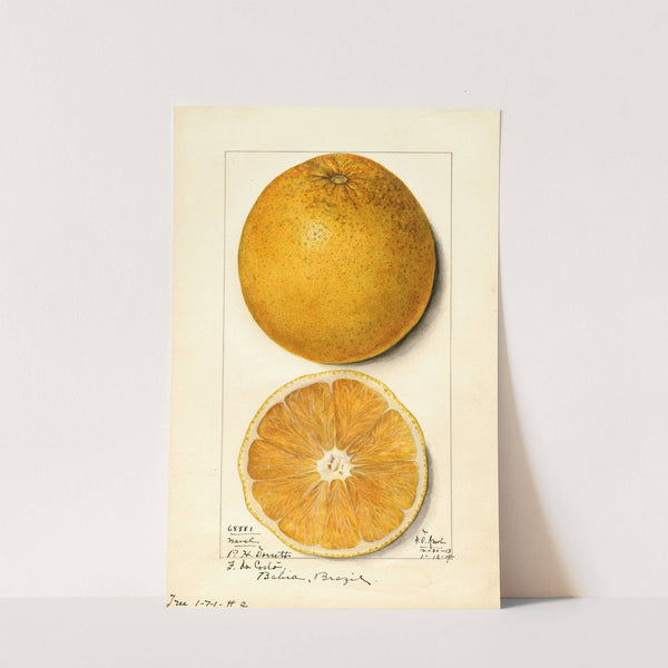 Citrus sinensis: Navel by Mary Daisy Arnold