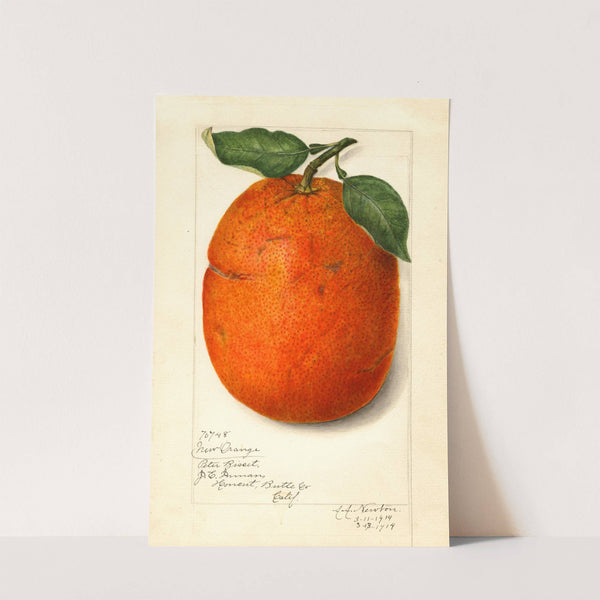 Citrus sinensis: New by Amanda Almira Newton