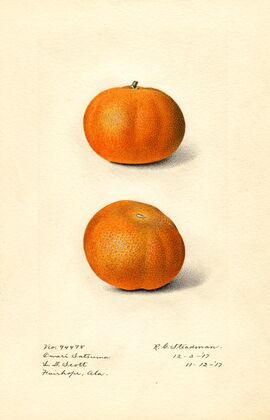 Citrus sinensis: Owari Satsuma