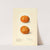 Citrus sinensis: Owari Satsuma by Royal Charles Steadman