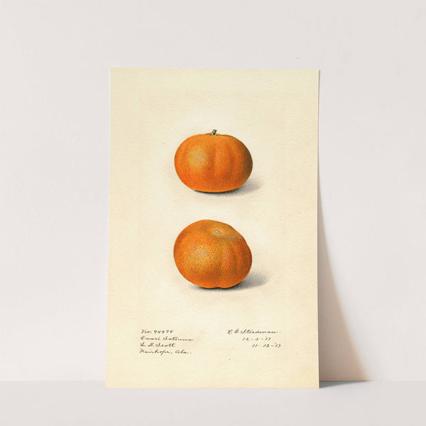 Citrus sinensis: Owari Satsuma by Royal Charles Steadman
