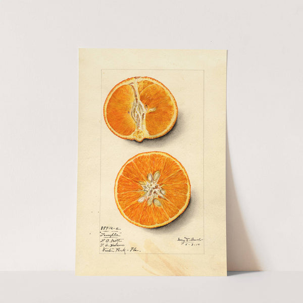 Citrus sinensis: Temple by Mary Daisy Arnold