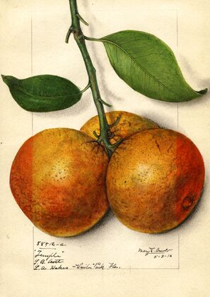 Citrus sinensis: Temple