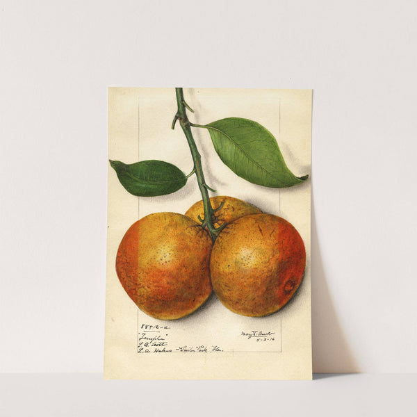 Citrus sinensis: Temple by Mary Daisy Arnold