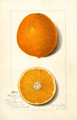 Citrus sinensis: Thompson Improved Navel — size preview