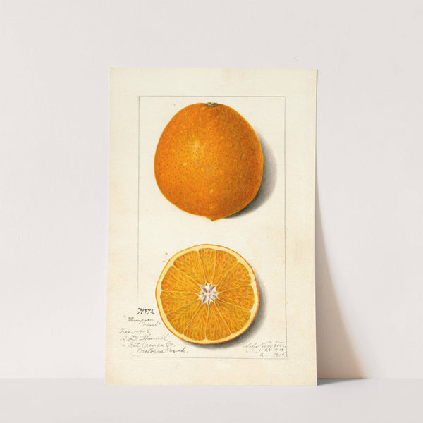 Citrus sinensis: Thompson Improved Navel by Amanda Almira Newton