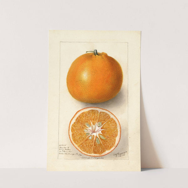 Citrus sinensis: Thornton No by Deborah Griscom Passmore