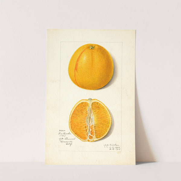 Citrus sinensis: True Eureka by Amanda Almira Newton