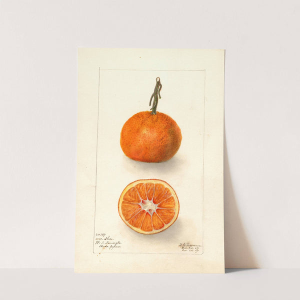 Citrus sinensis: Un-Shu (1907) by Deborah Griscom Passmore