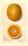 Citrus sinensis: Valencia