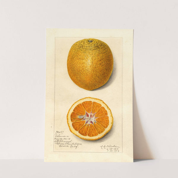 Citrus sinensis: Valencia by Amanda Almira Newton